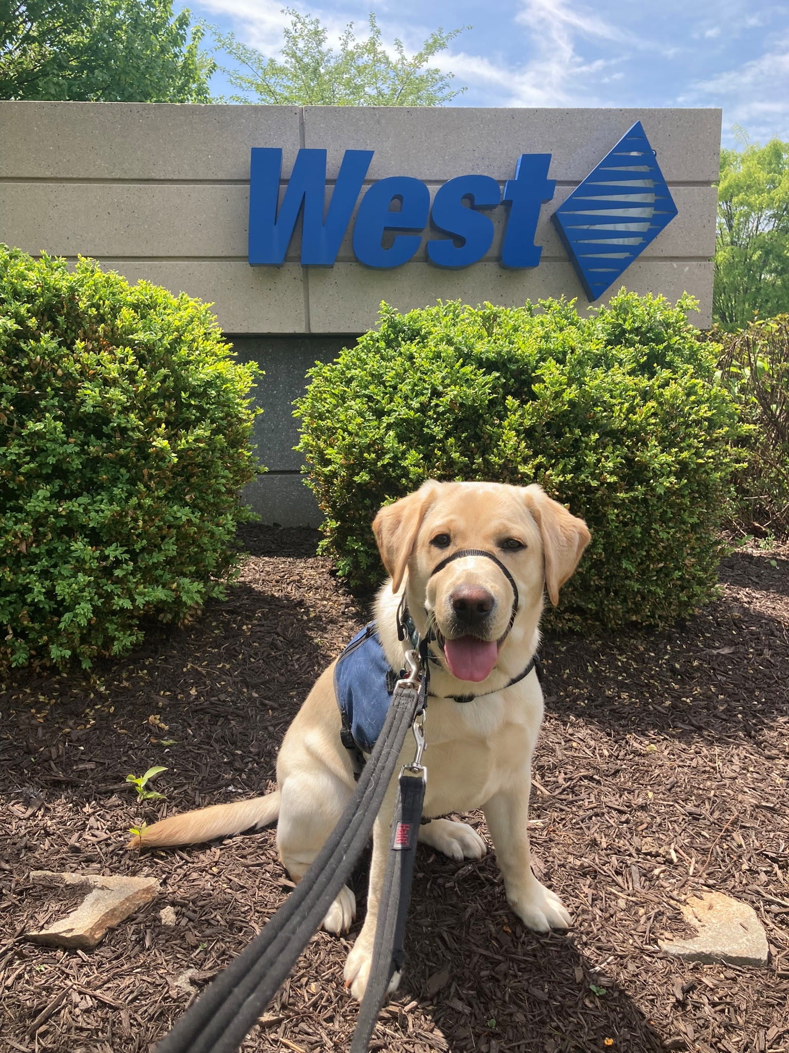 White dog training with handler at West Office