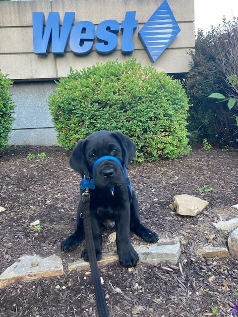 Dog training with handler at West Office
