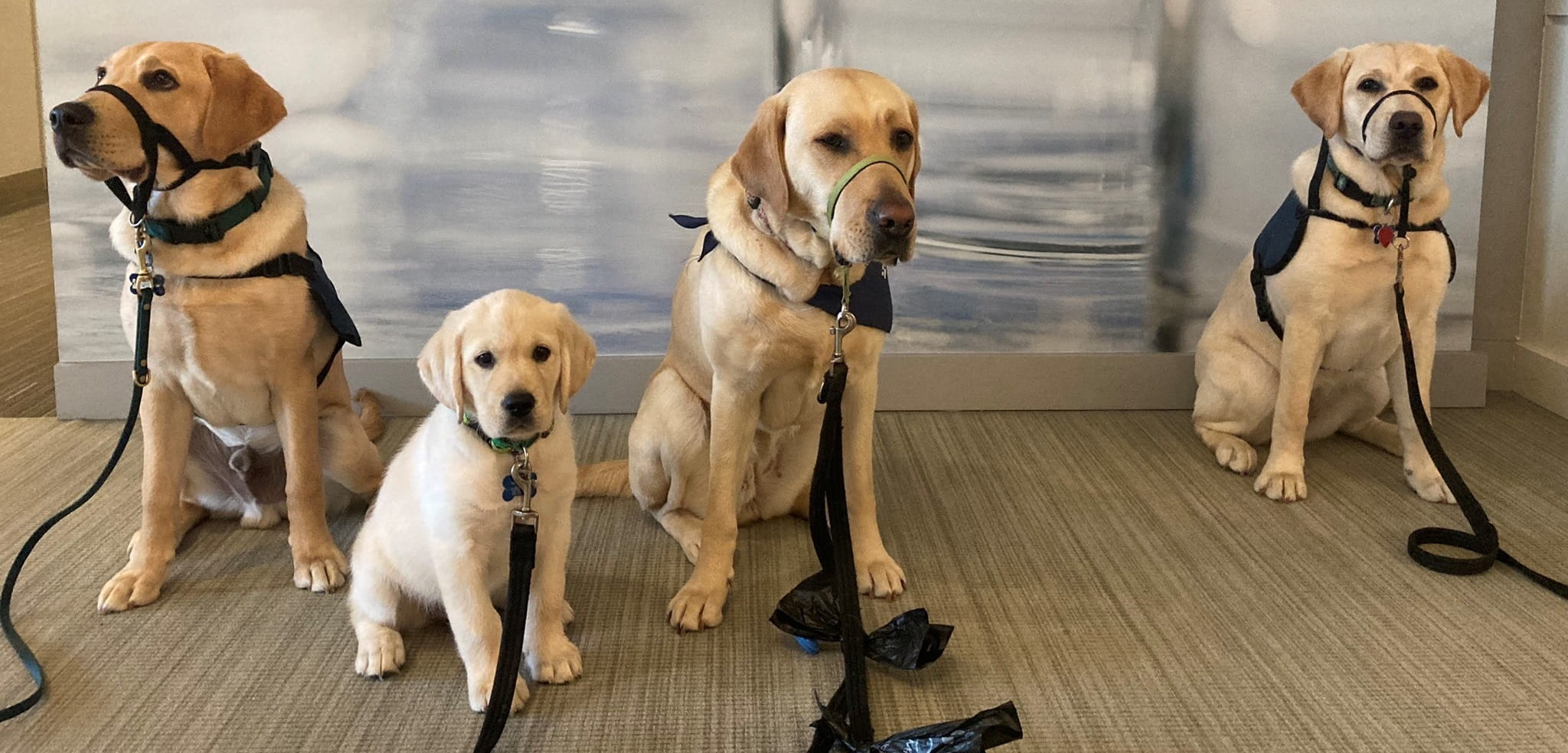 Three dogs, including one puppy, sitting with handler in one place.