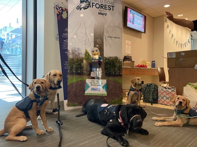 Group of dogs in a room during West-CPL volunteer program